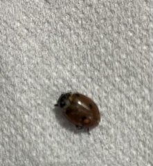 Hippodamia convergens