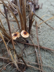 Crinipellis scabella