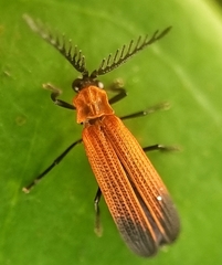 Lycinae