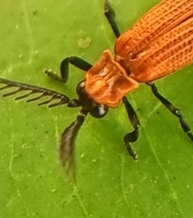 Lycinae