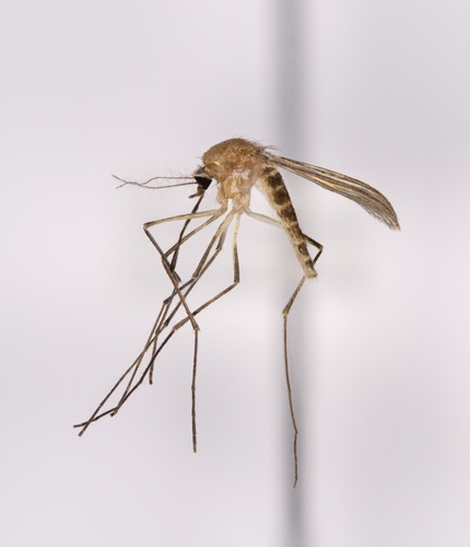 Northern Frog-biting Mosquito photo 6