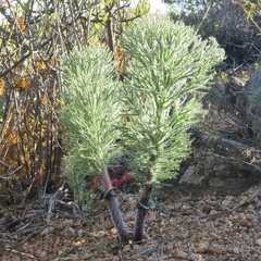 Eriospermum paradoxum