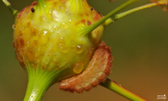Callophrys danchenkoi