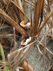 Crinipellis scabella