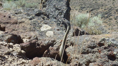 Masticophis taeniatus