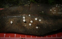 Gloiocephala