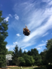 Araneidae
