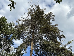 Artocarpus heterophyllus