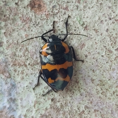 Augocoris