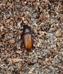 Mesites pallidipennis
