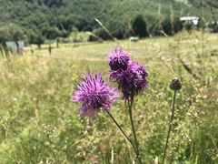 Centaurea scabiosa