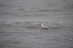 Larus glaucoides kumlieni