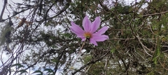 Dahlia imperialis