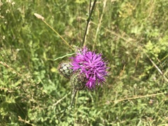 Centaurea scabiosa