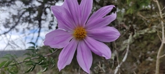 Dahlia imperialis