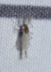 Chaoborus punctipennis