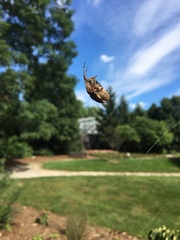 Araneidae
