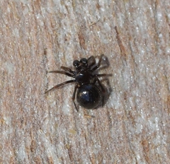 Euryopis episinoides