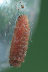 Callophrys danchenkoi