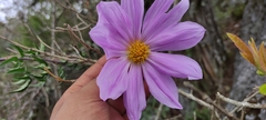 Dahlia imperialis
