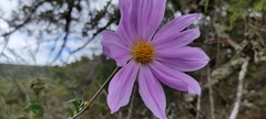 Dahlia imperialis