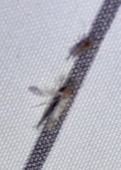 Chaoborus punctipennis