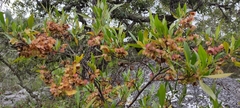 Dodonaea viscosa