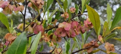 Dodonaea viscosa