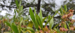 Dodonaea viscosa