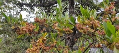 Dodonaea viscosa