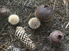 Lycoperdon echinatum