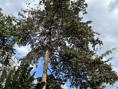 Artocarpus heterophyllus