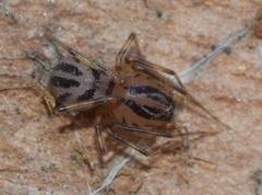 Scytodes velutina