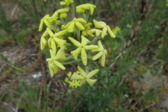 Lyperia lychnidea