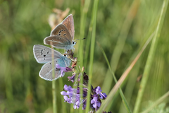 Polyommatus ninae