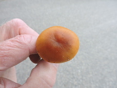 Cortinarius aureofulvus