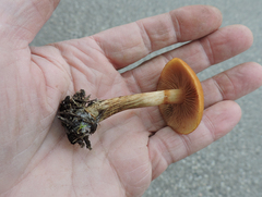 Cortinarius aureofulvus