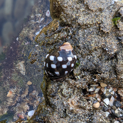Acanthais brevidentata