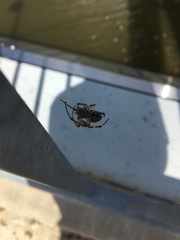 Araneidae