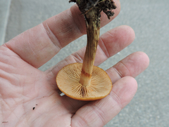 Cortinarius aureofulvus