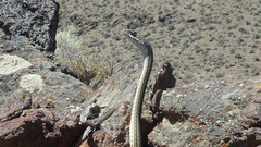 Masticophis taeniatus
