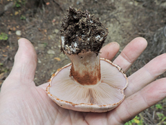 Cortinarius olympianus