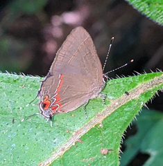 Calycopis isobeon