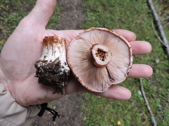 Cortinarius olympianus
