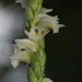 Case's Ladies'-Tresses - Photo (c) arethusa, some rights reserved (CC BY-NC), uploaded by arethusa