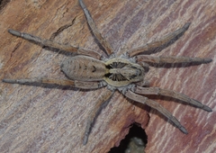 Hogna ferox
