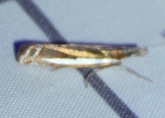 Crambus praefectellus