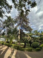 Artocarpus heterophyllus