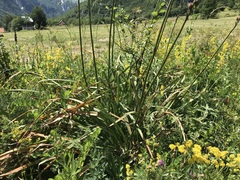 Asphodelus ramosus