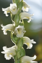 Spiranthes ochroleuca